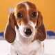 Illustration for article titled The Most Shocking Scandals of the 2013 Puppy Bowl